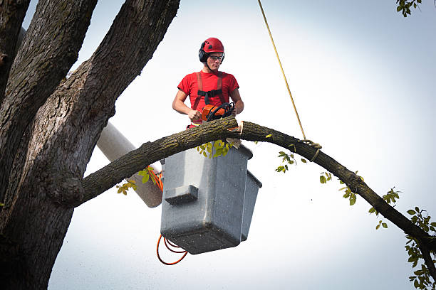  Keene, TX Tree Services Pros